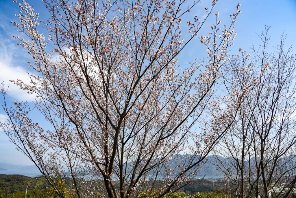 20210324撮影　サクラ　山桜 (9)-2
